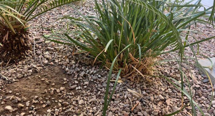 Western Diamondback Rattlesnake Hemipenes