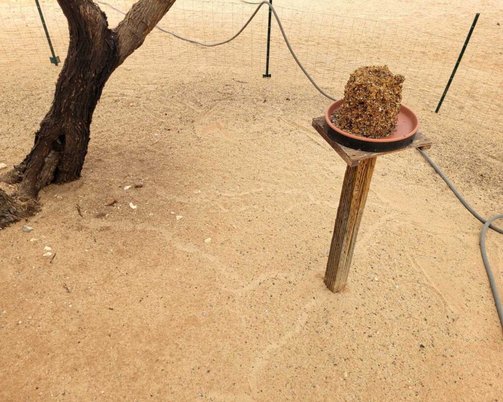 Bird feeders attract snakes