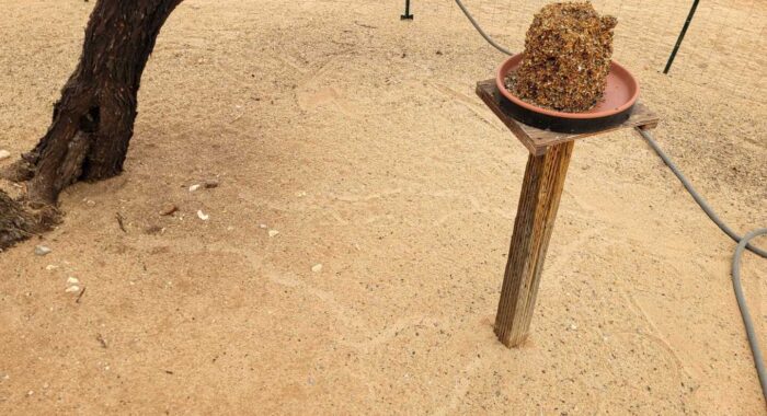 Bird feeders attract snakes