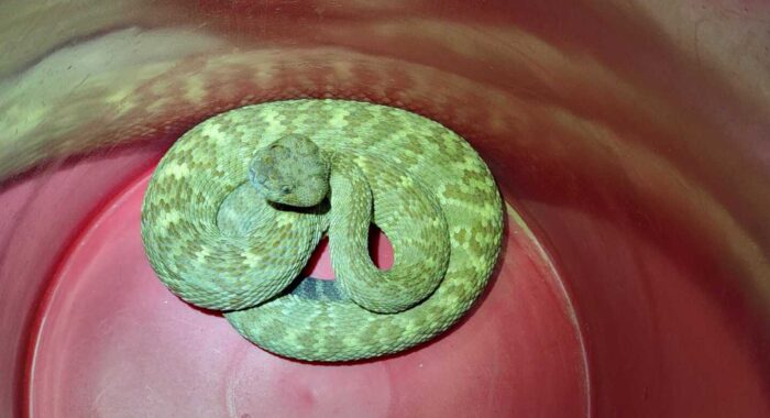 Recent Rattlesnake Relocations from Phoenix