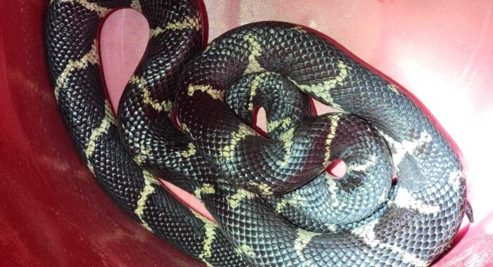 Kingsnake In The Yard