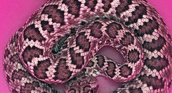 Mojave Rattlesnake At The Party