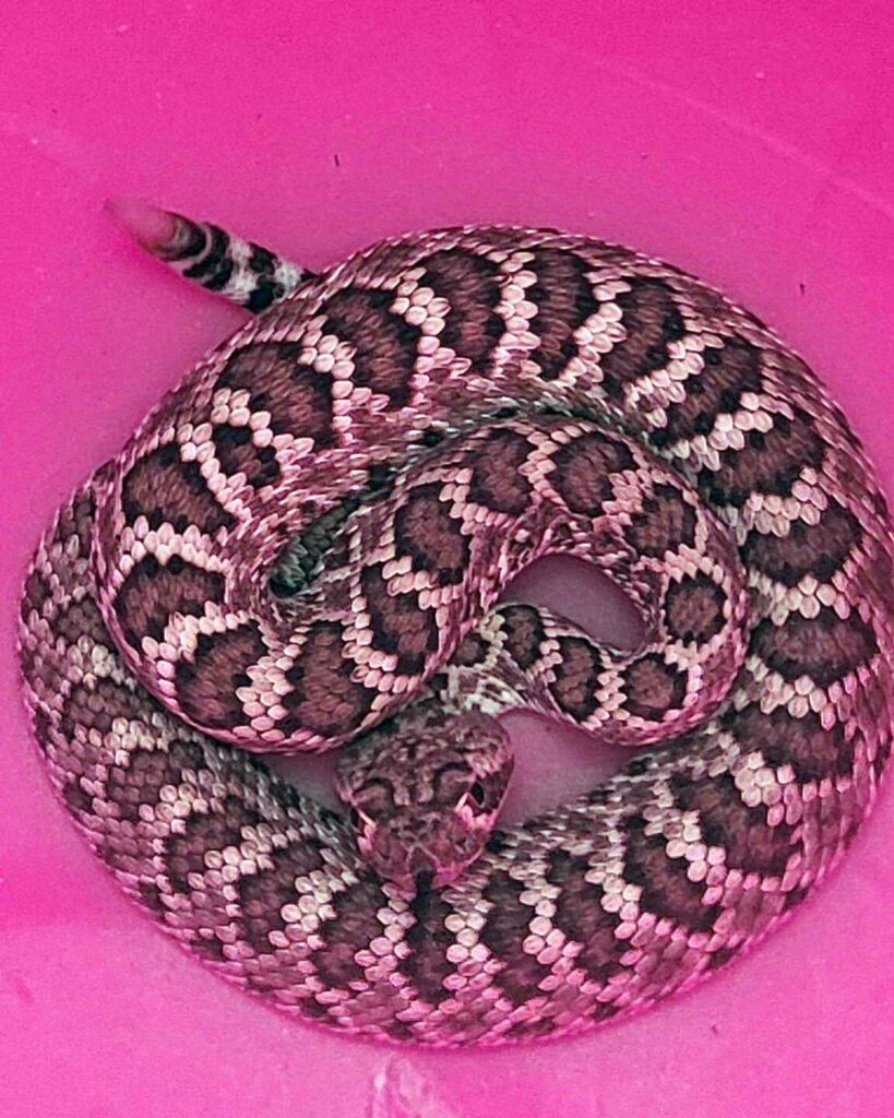 Mojave Rattlesnake At The Party