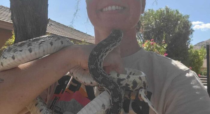 Rattlesnake with Gophersnake Bonus