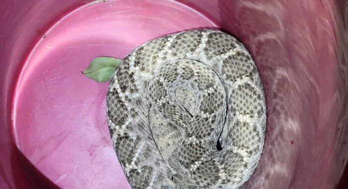 Fattest Western Diamondback Rattlesnake