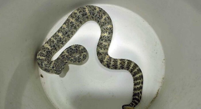 Speckled Rattlesnake In Phoenix