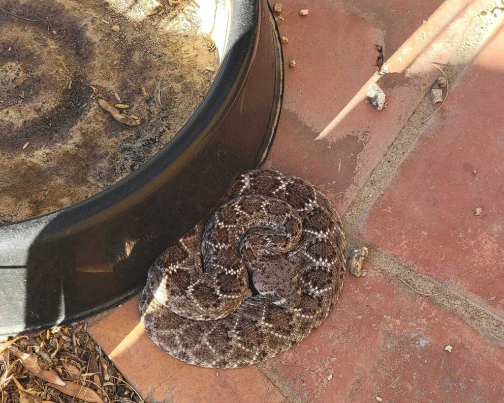 Big Diamondback On The Patio