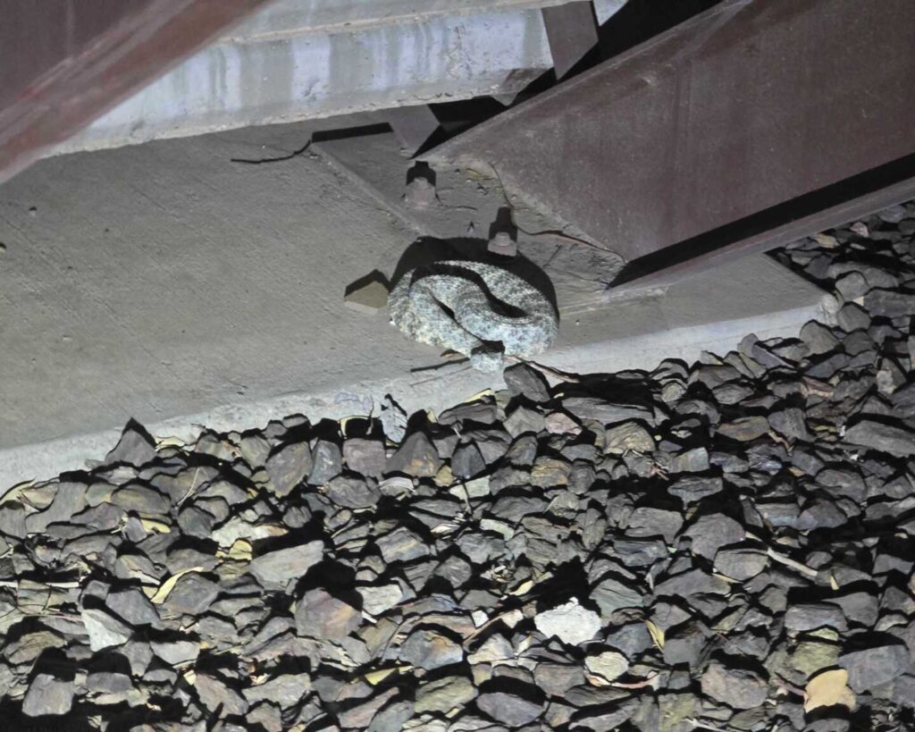 Speckled Rattlesnake Under The Stairs