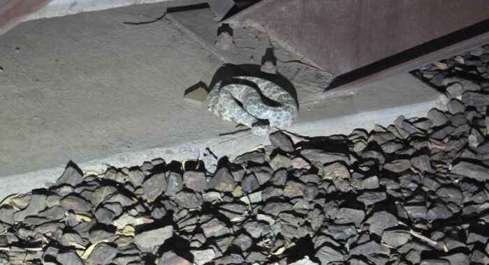 Speckled Rattlesnake Under The Stairs