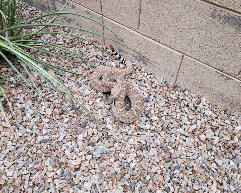Rattlesnake Discovered By A Cat