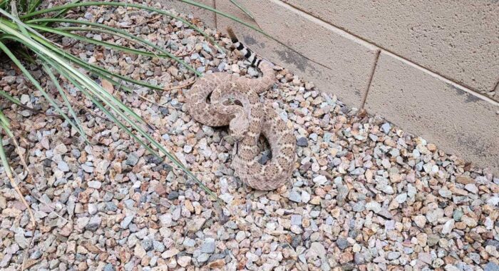 Rattlesnake Discovered By A Cat