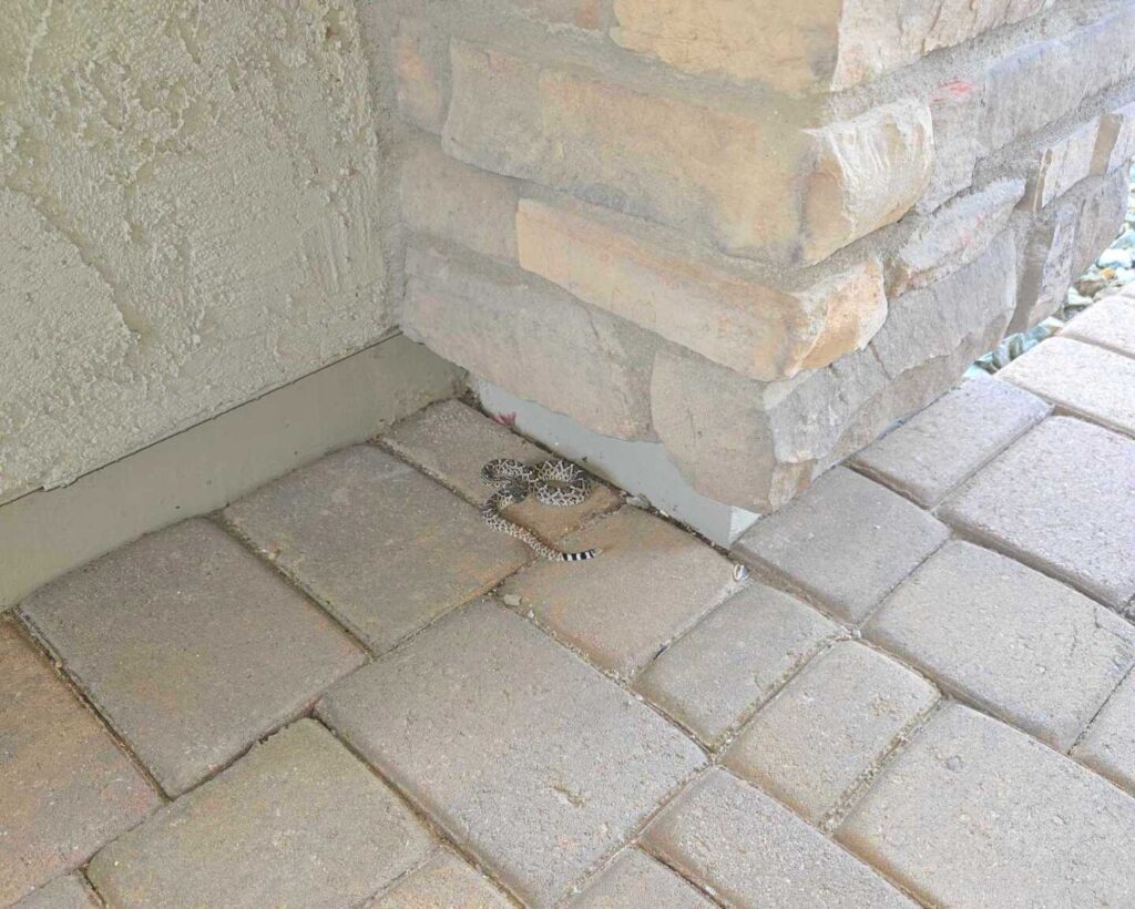 Rattlesnake in New River