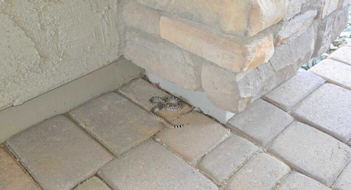 Rattlesnake in New River