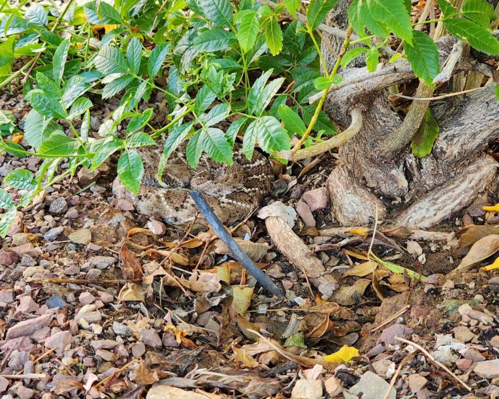 Rattlesnake in a Backyard Garden