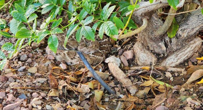 Rattlesnake in a Backyard Garden