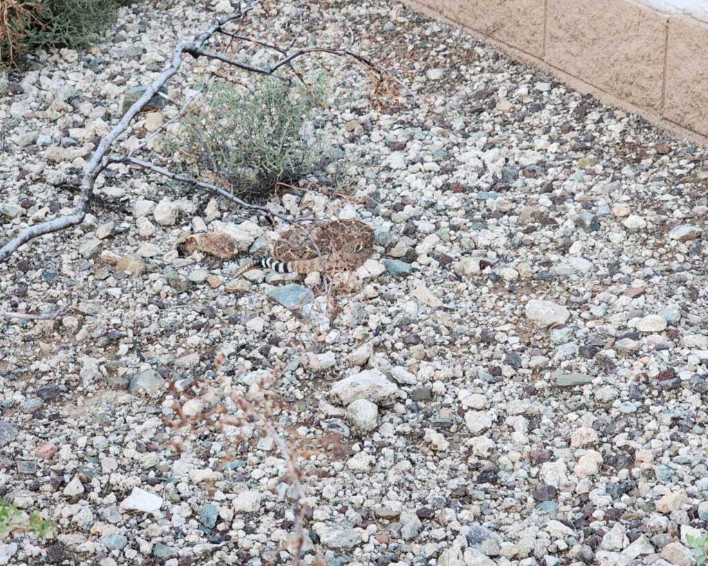 Two Big Snakes Near A Home