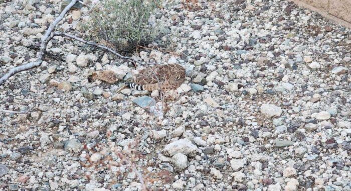 Two Big Snakes Near A Home