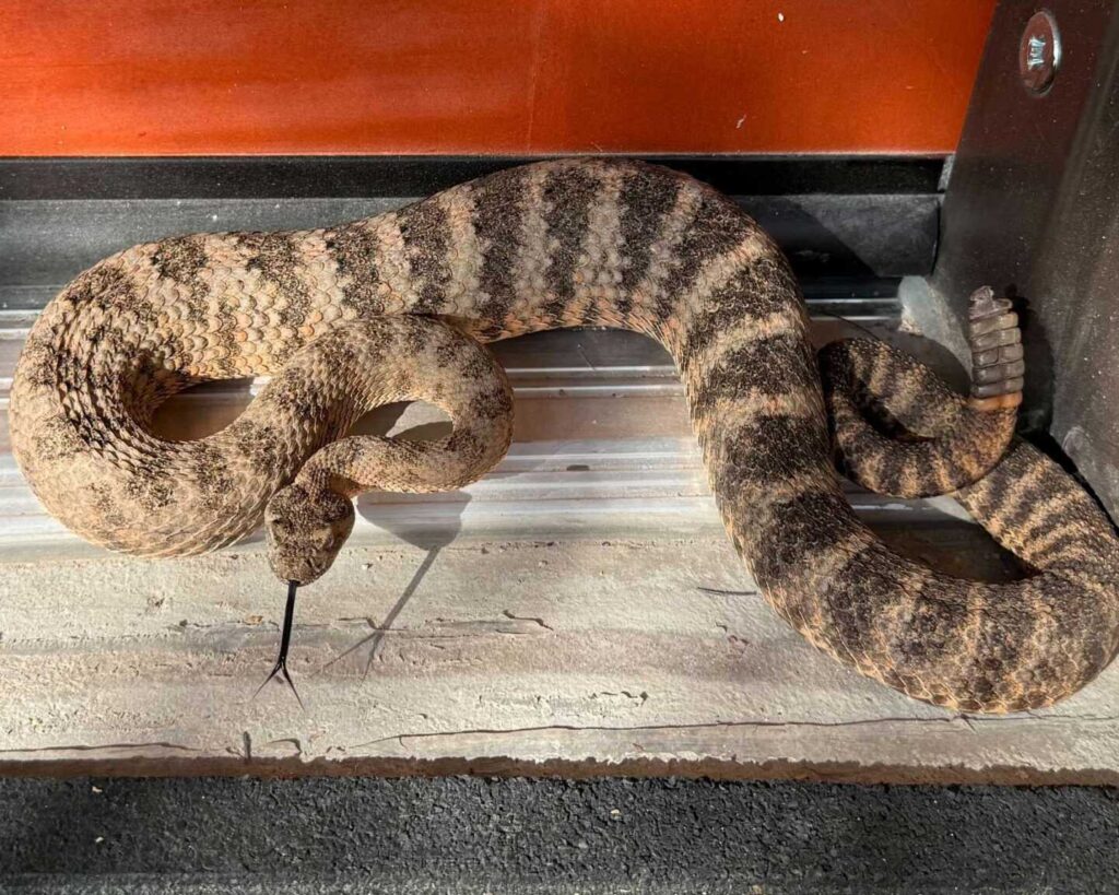 Tiger Rattlesnake in Tucson