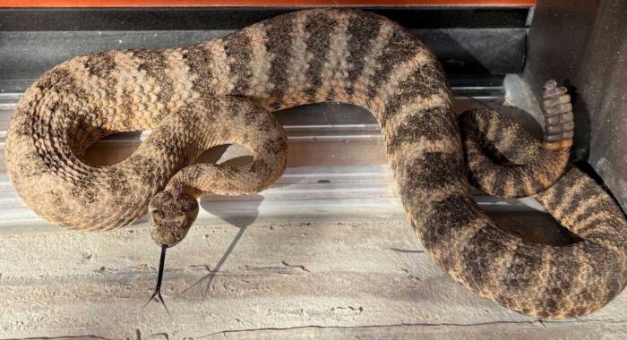 Tiger Rattlesnake in Tucson