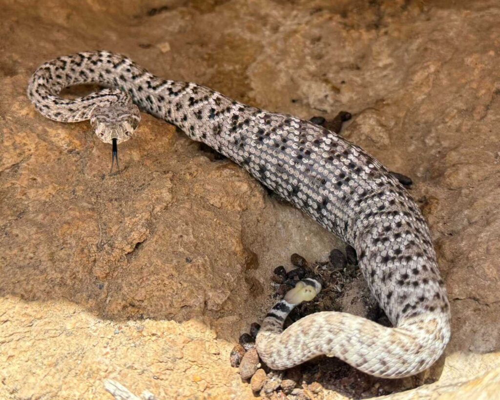 Baby Rattlesnake With A Big Meal