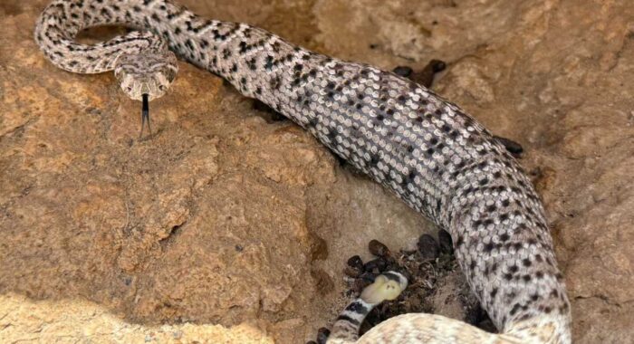 Baby Rattlesnake With A Big Meal