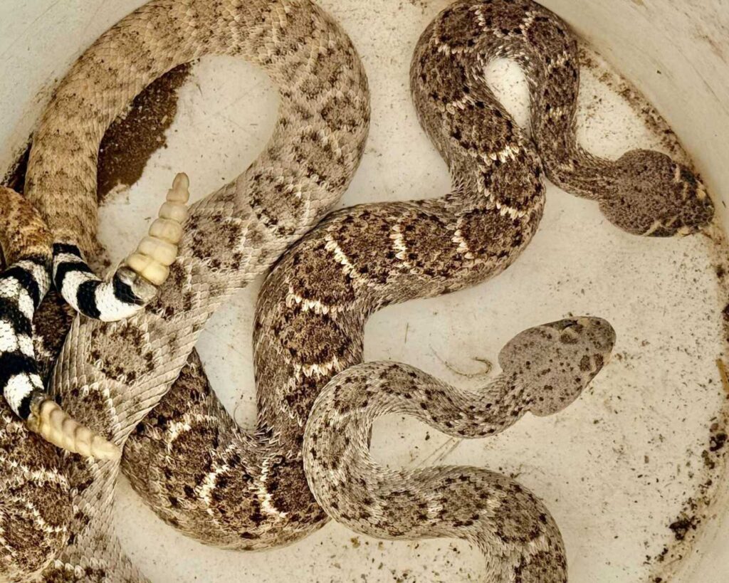 Rattlesnakes Mating on the Patio