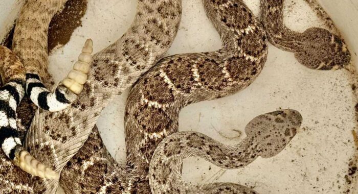 Rattlesnakes Mating on the Patio
