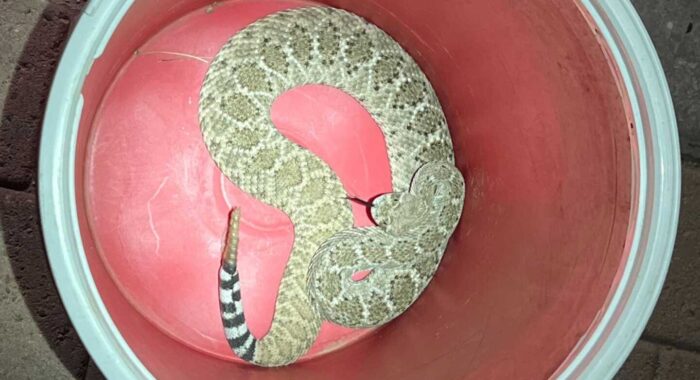 Late Night Diamondback Call