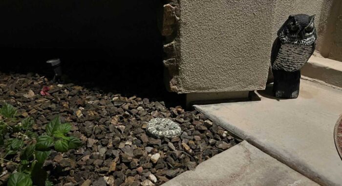 Blue Speckled Rattlesnake At A Home