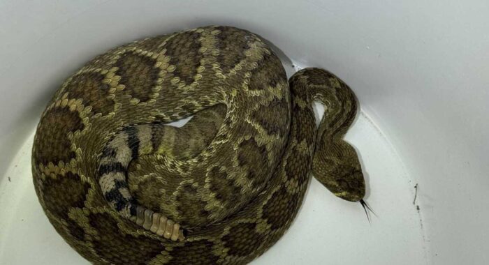 Mojave Rattlesnake in Florence