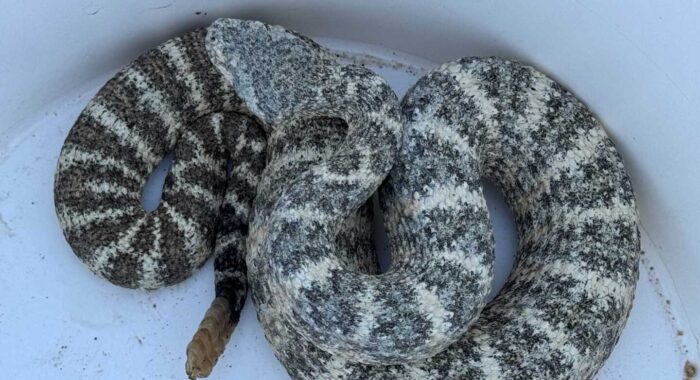 Speckled Rattlesnake In Ahwatukee