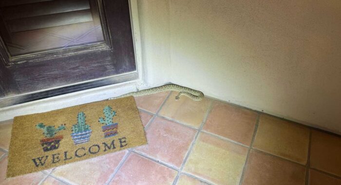 Mojave Rattlesnake in Casa Grande