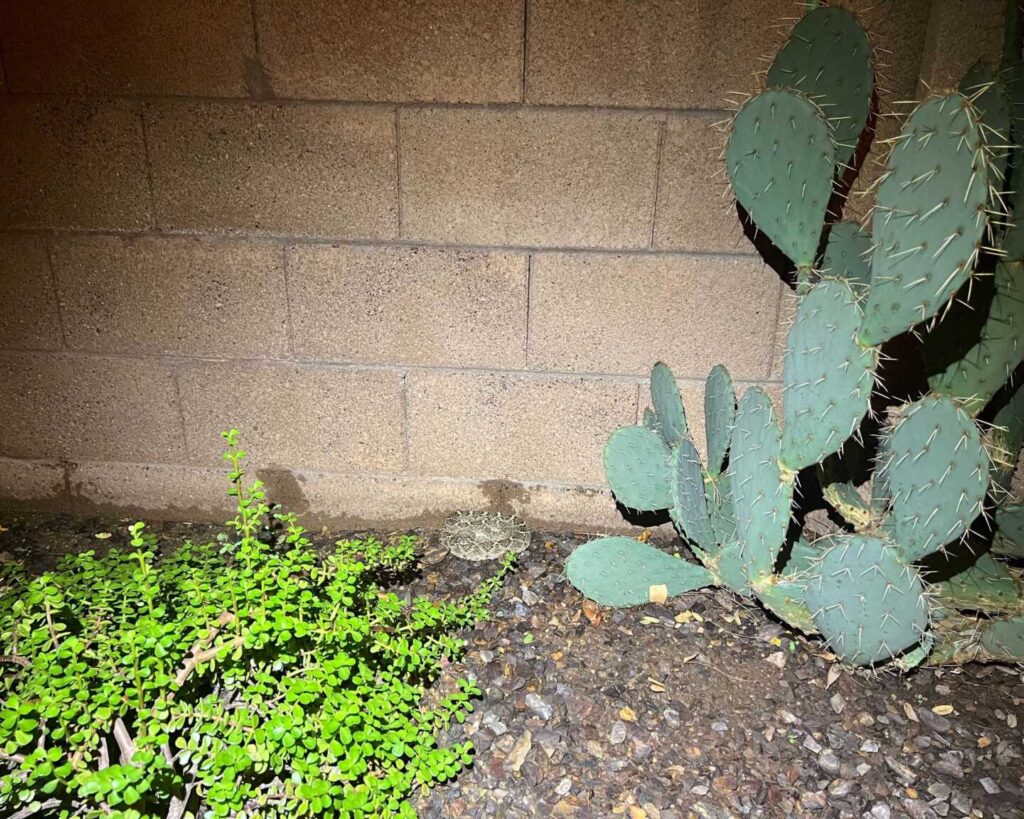 Big Western Diamondback Rattlesnake In A Backyard