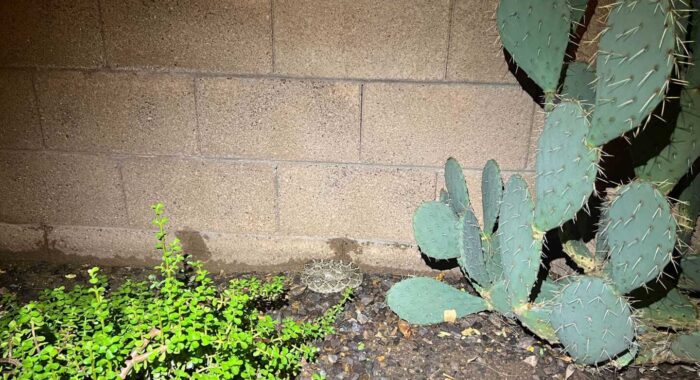 Big Western Diamondback Rattlesnake In A Backyard