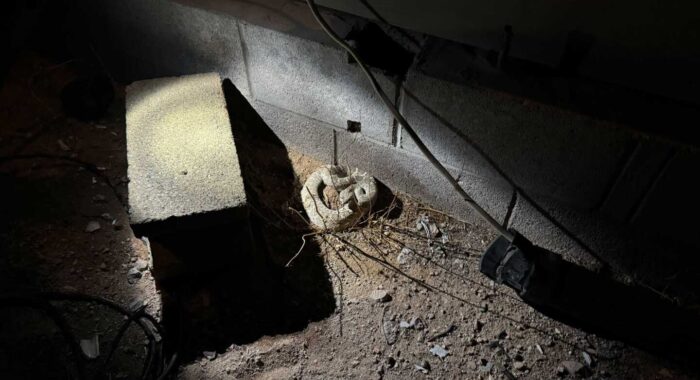 Western Diamondback Rattlesnake in Tonopah