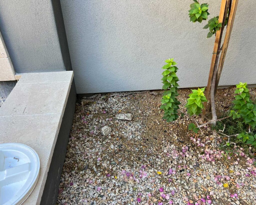 Rattlesnake in a Scottsdale Backyard