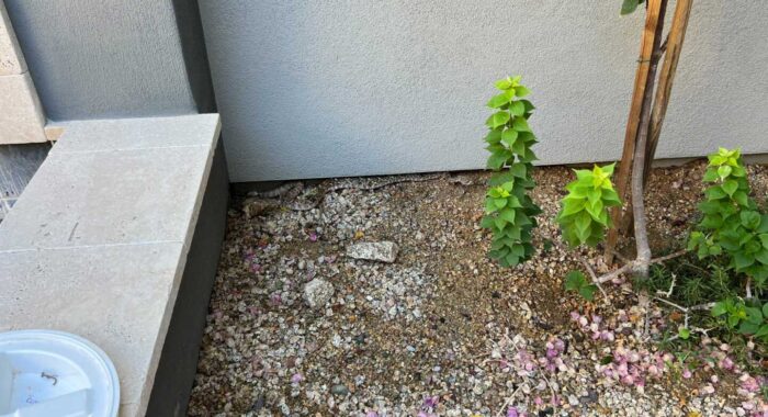 Rattlesnake in a Scottsdale Backyard