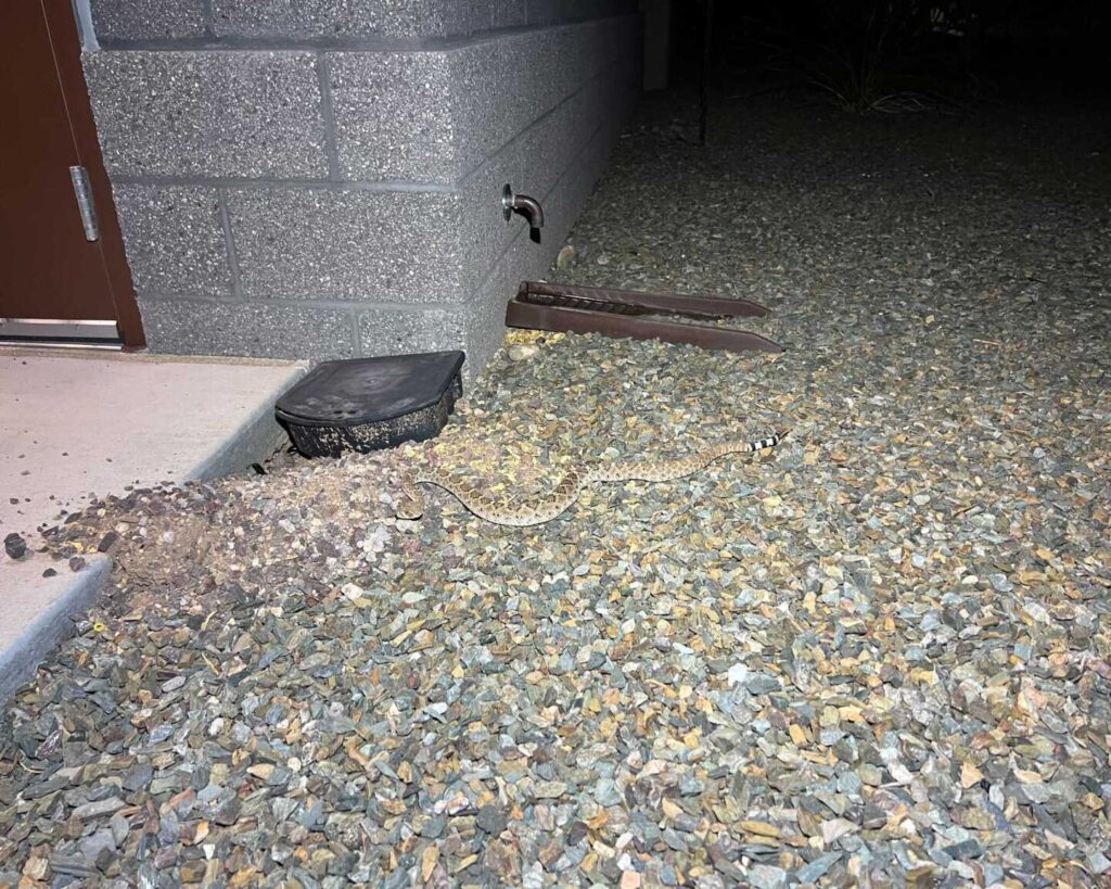 Rattlesnakes At The Office