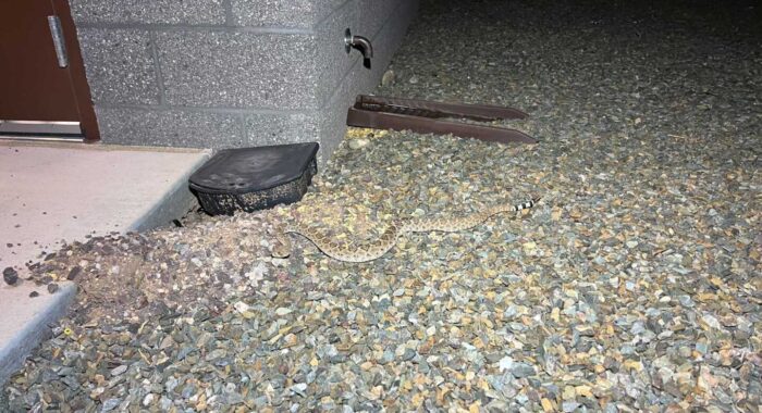 Rattlesnakes At The Office