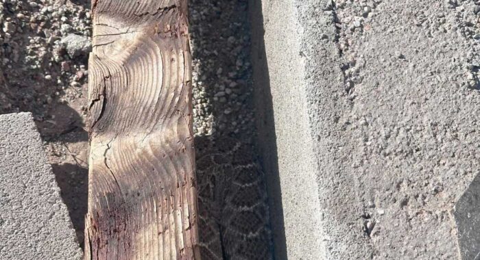 Big Diamondback in a New Neighborhood