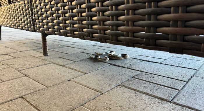 Sonoran Gophersnake on The Patio