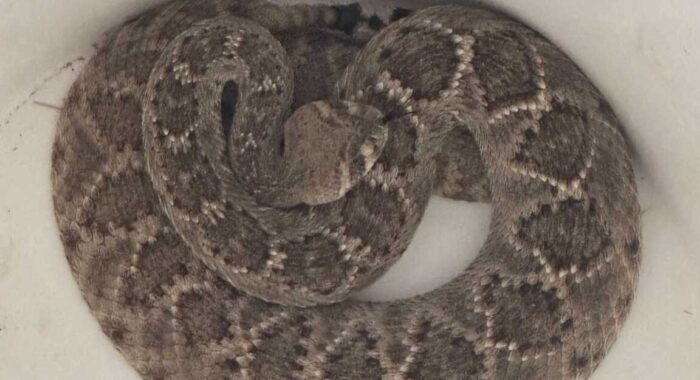 Rattlesnake and Toad