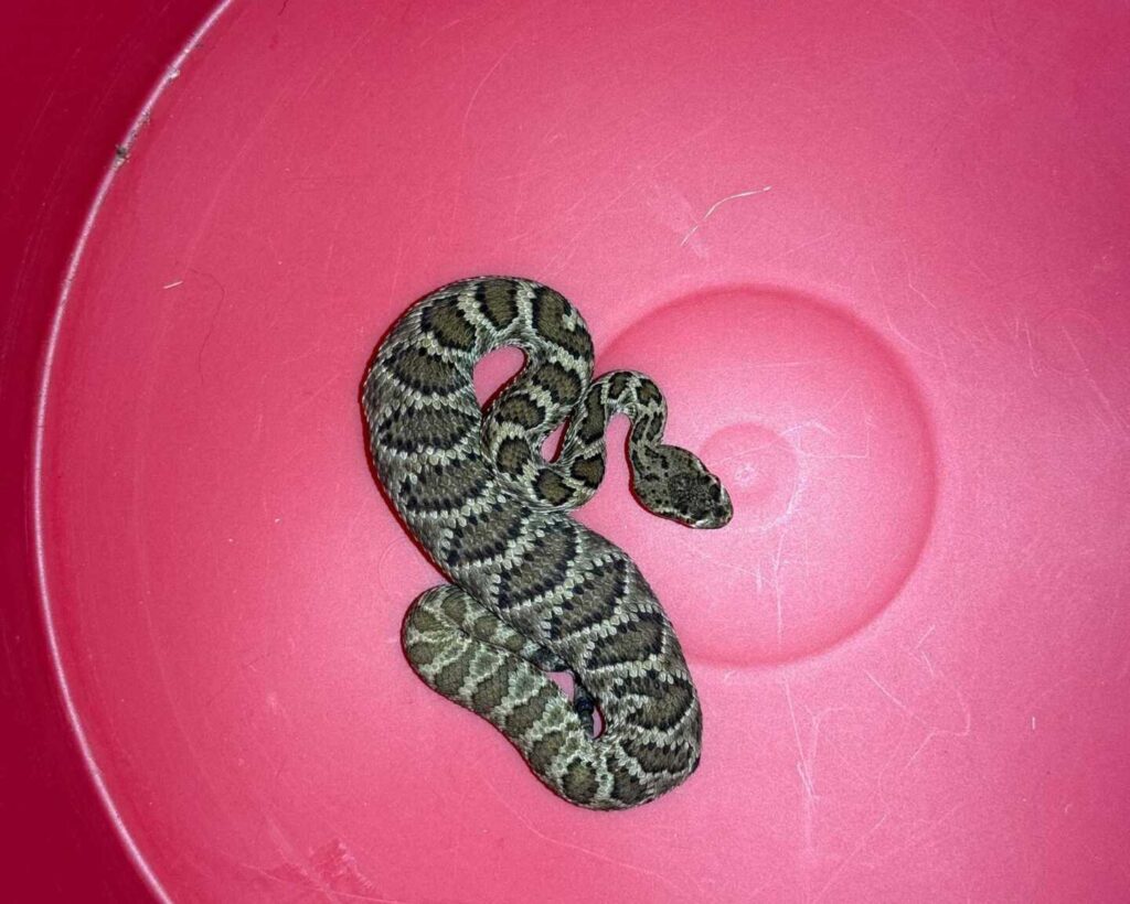 Rattlesnake near the Prescott Airport