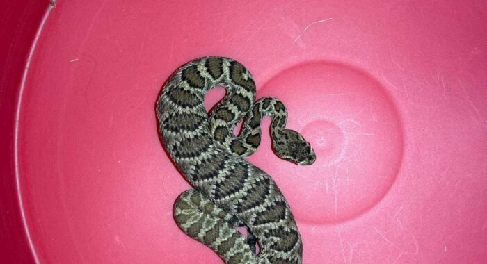 Rattlesnake near the Prescott Airport