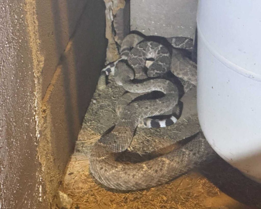 Mating Western Diamondback Rattlesnakes