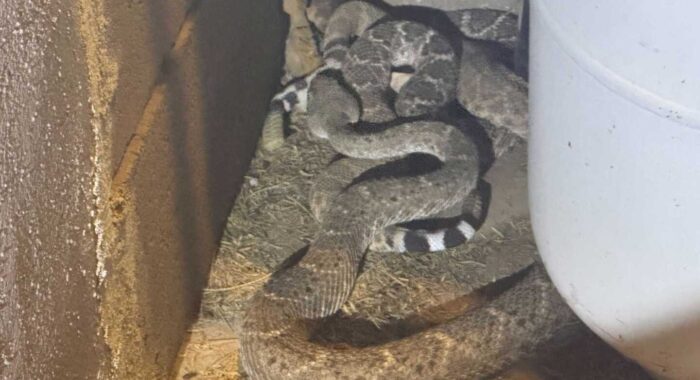 Mating Western Diamondback Rattlesnakes