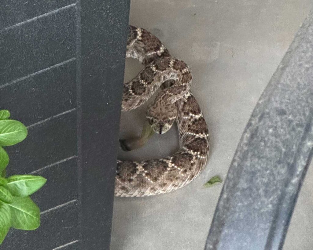Rattlesnake By The Front Door