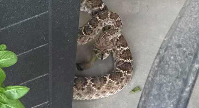 Rattlesnake By The Front Door