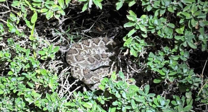 Mojave Rattlesnake Hiding in a Bush