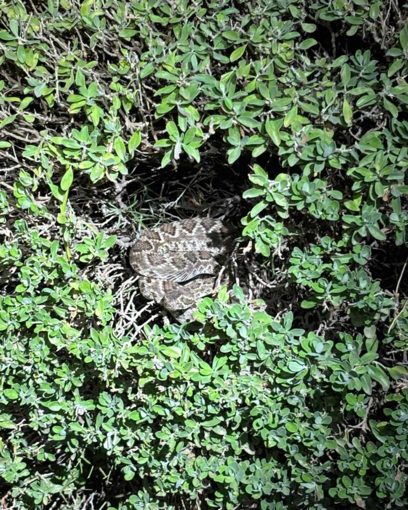 Mojave Rattlesnake Hiding in a Bush